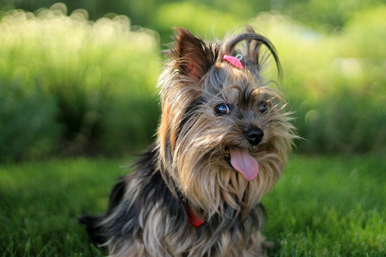 La imagen muestra una perra de la raza Terrier, que parece contenta y está sacando la lengua