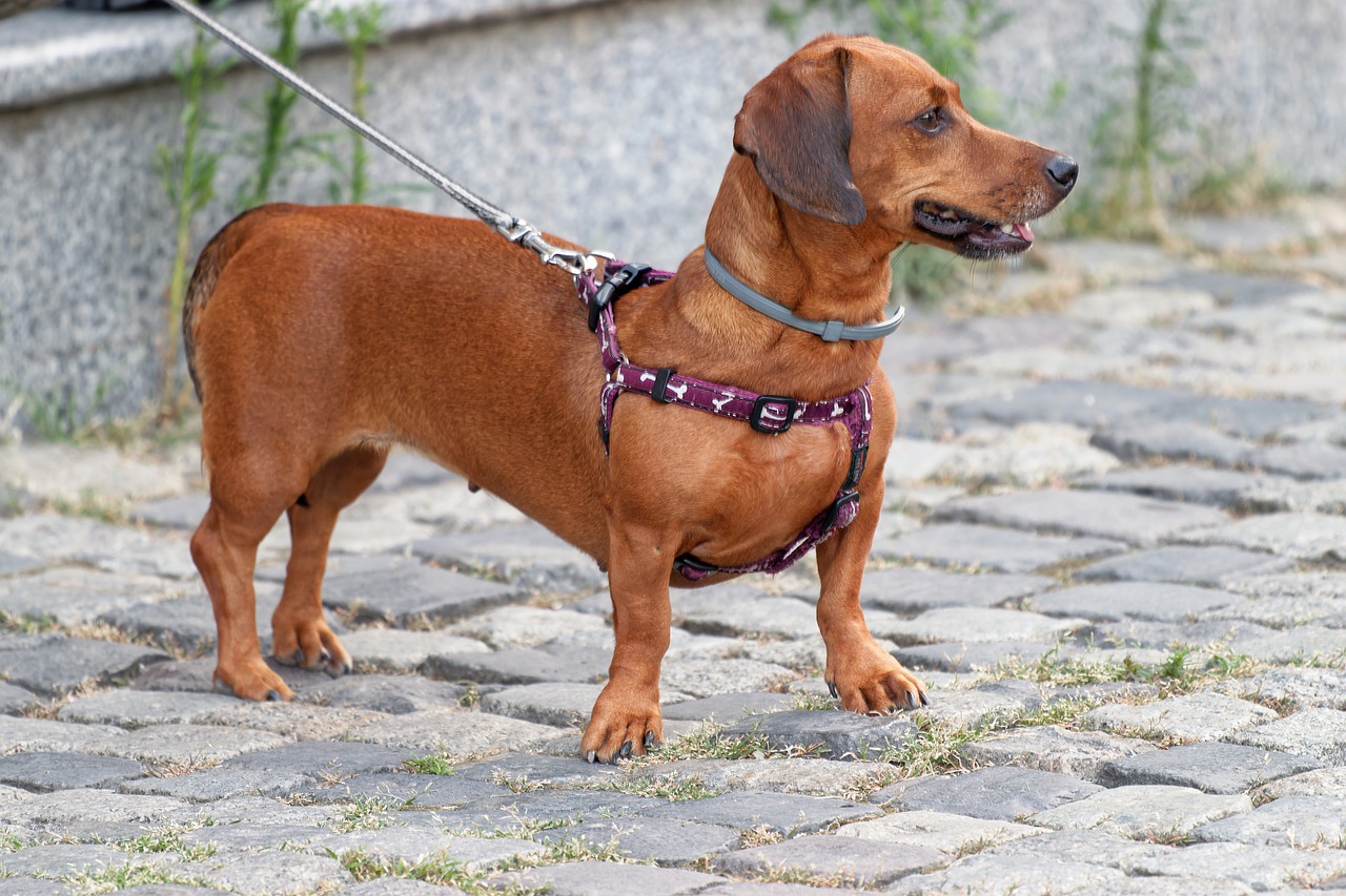 La imagen muestra un perro pequeño, de color marrón claro, que tiene el cuerpo bastante largo, y lleva una correa al cuello