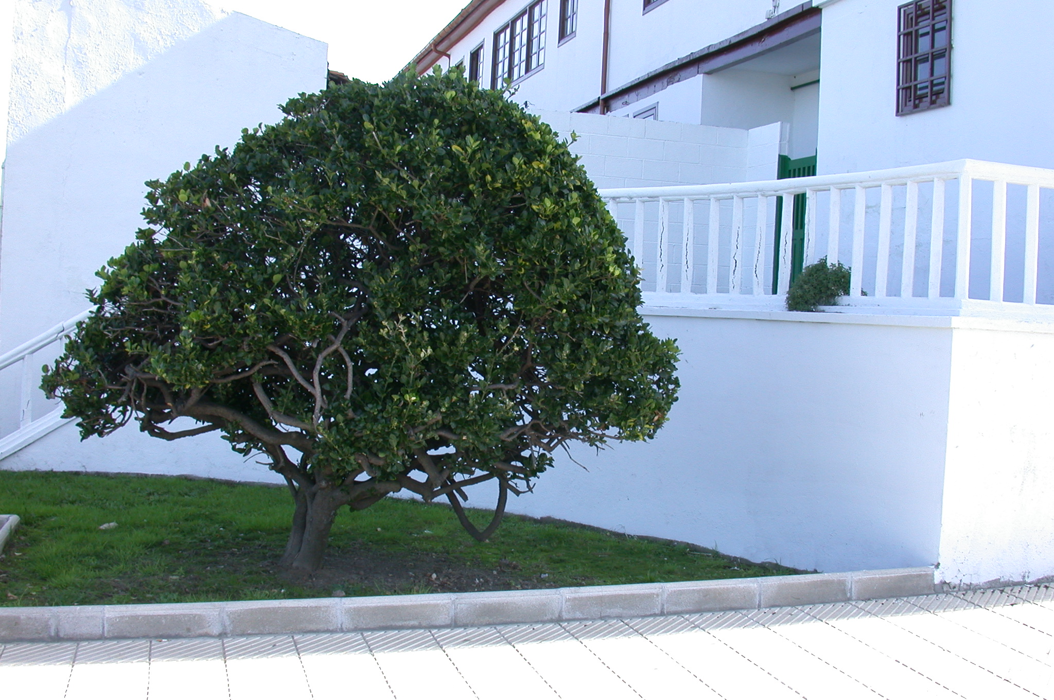 La imagen muestra un arbusto con forma redonda, con hojas verde oscuro pequeñas y un tronco corto