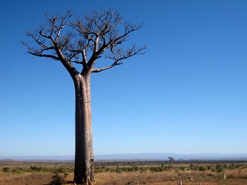 La imagen muestra un árbol baobab, con el tronco grueso y muy largo