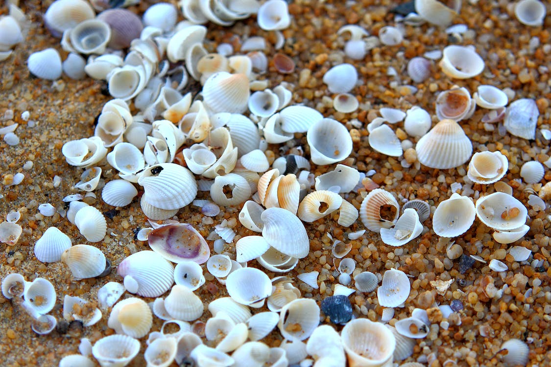 Seashell