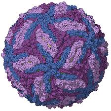 virus