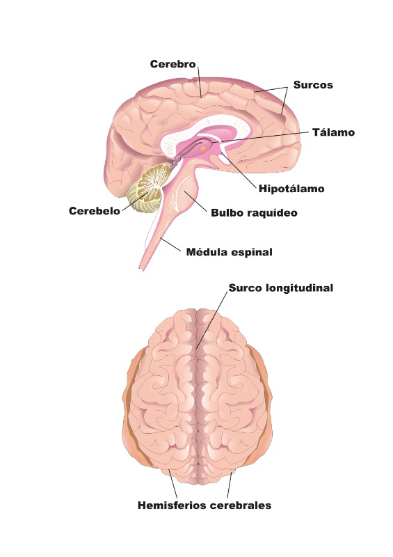 Esquema de un cerebro visto desde el lateral y desde arriba. Marca las principales partes: bulbo raquídeo; cerebelo; cerebro; hemisferio; hipotálamo; Médula espinal; surco; tálamo