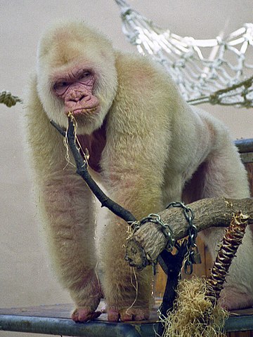 Gorila albino del Zoológico de Barcelona