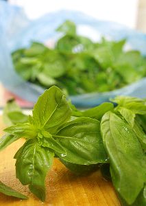 Albahaca