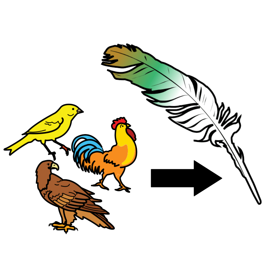 la imagen muestra un grupo de tres tipos distintos de aves del que sale una flecha dirigida hacia una pluma. 