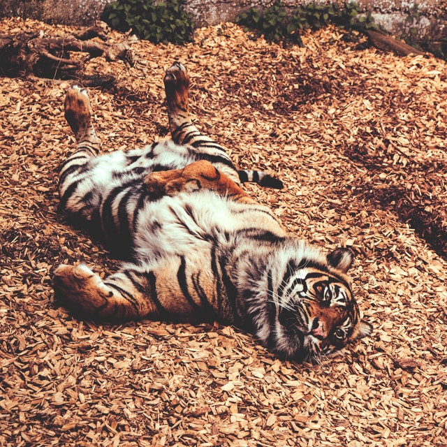 La imagen muestra a un tigre boca arriba.