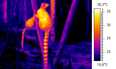 Imagen térmica de un lémur anillado