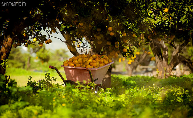 Naranjas