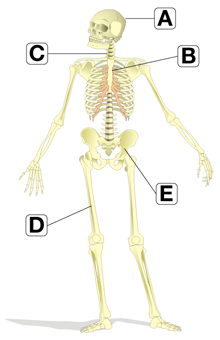 Esqueleto