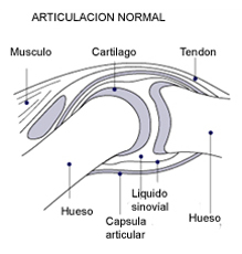 Normal