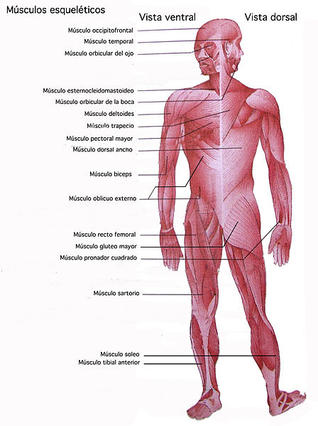 Musculatura