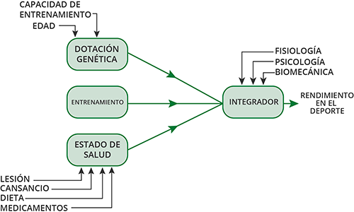 Factores influyentes en el rendimiento deportivo Factores influyentes en el rendimiento deportivo