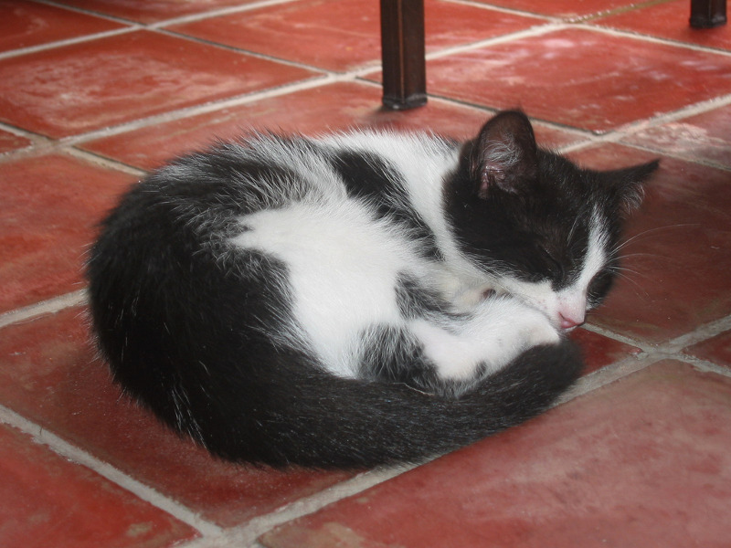 Gato