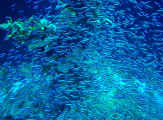 banco de peces