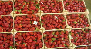 fresones de Huelva