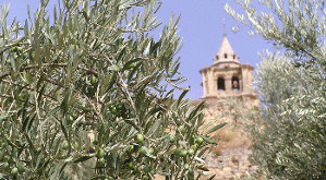 olivar
