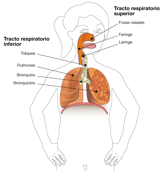 Tractos del aparato respiratorio