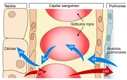 Intercambio de gases en los tejidos