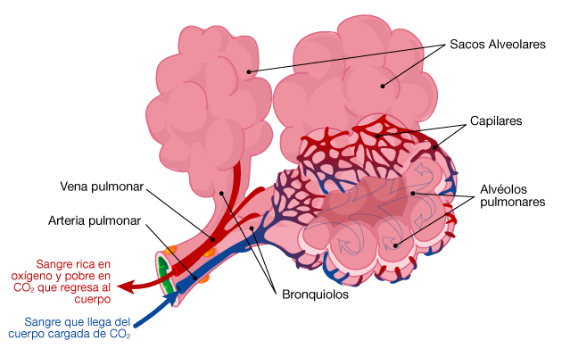Funcionamiento de los alvéolos pulmonares