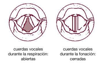 Cuerdas vocales durante la respiración y la fonación