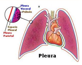 Diapositiva sobre la pleura.