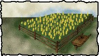 Campo maiz