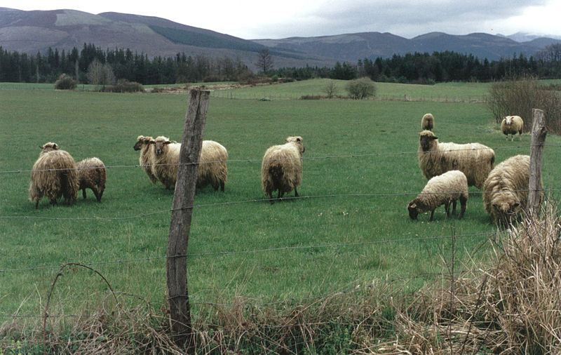 Rebaño de ovejas en una pradera verde en la montaña