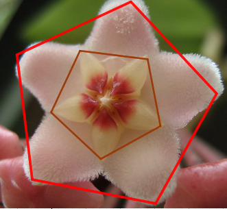 La imagen muestra una flor pentagonal