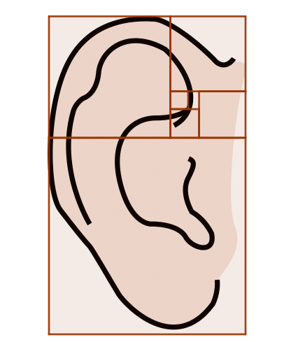 La imagen muestra una oreja