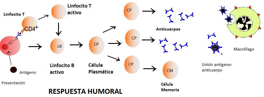 Inmunidad humoral