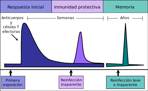Respuesta inmune primaria y secundaria