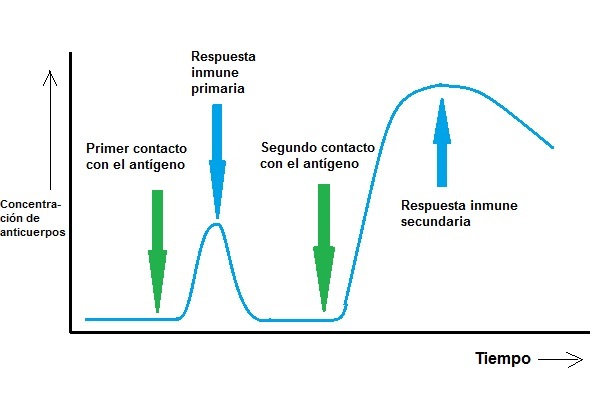 Respuesta inmune primaria y secundaria
