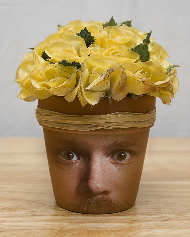 Cabeza incrustada en un tiesto de flores