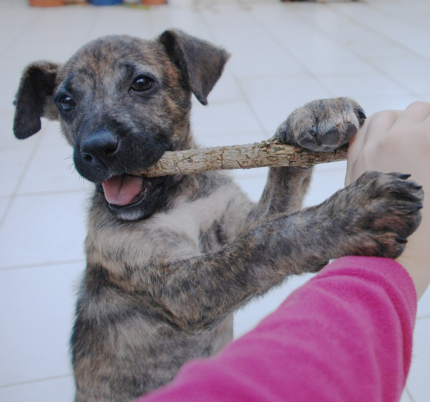 Cachorro de perro