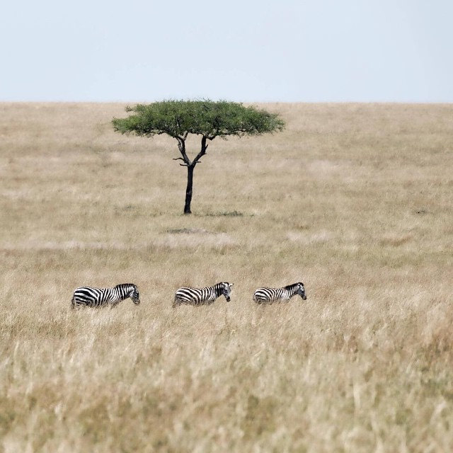 Zebras