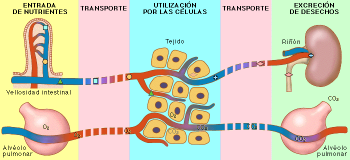Esquema nutricion