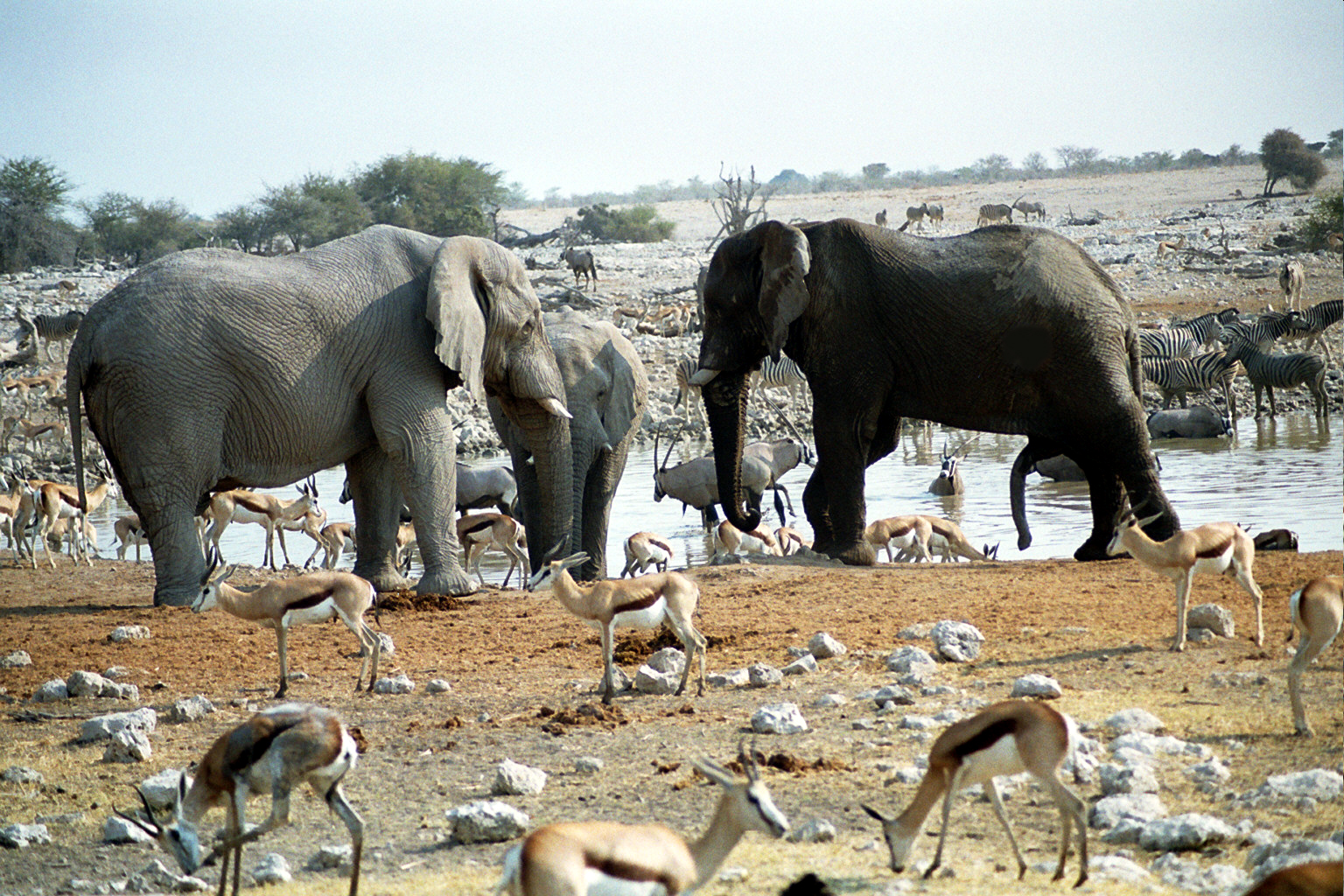 Reunión de elefantes