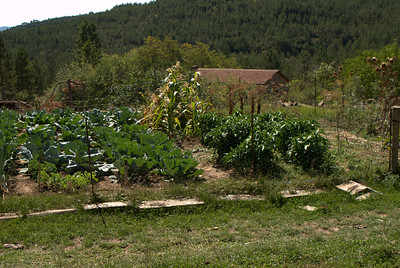 Esta imagen muestra un campo sembrado con diversas hortalizas.