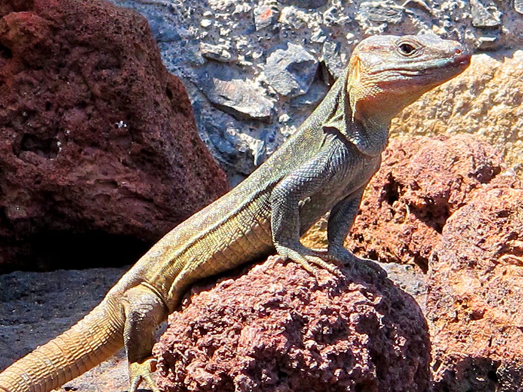 Esta imagen muestra a un reptil de cuatro patas y larga cola