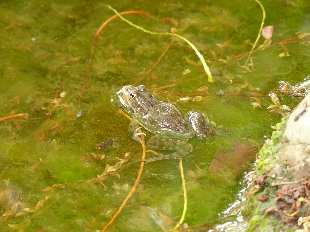 Esta imagen muestra a una rana en una charca.