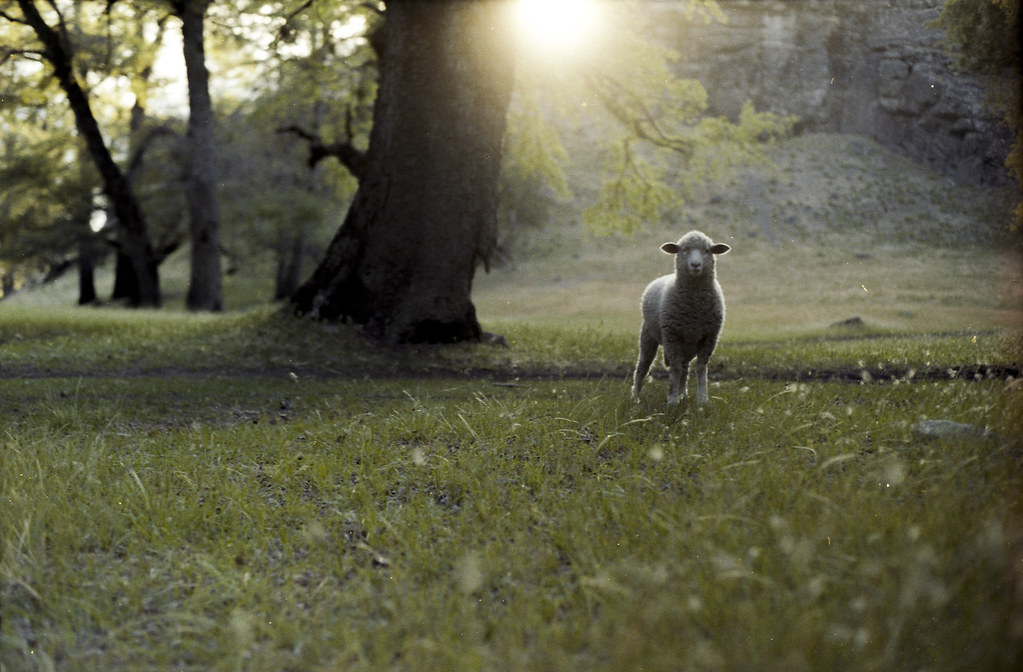 Esta imagen muestra a un animal con piel de lana en un campo