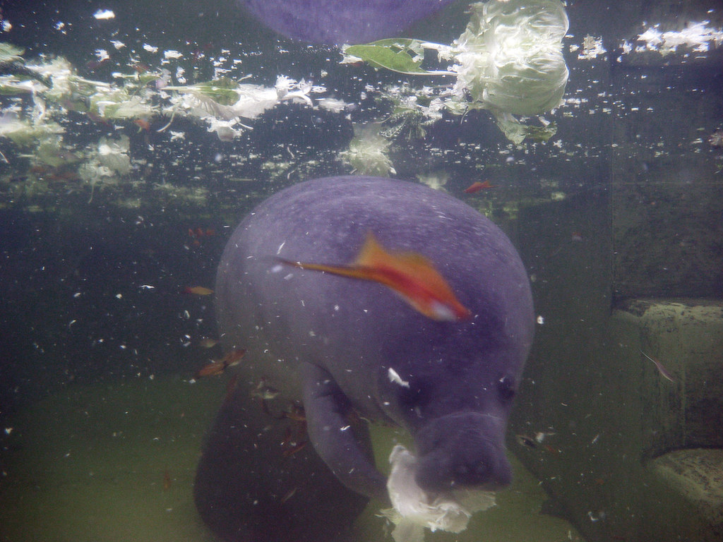 Esta imagen muestra a un gran animal debajo de agua parecido a una foca