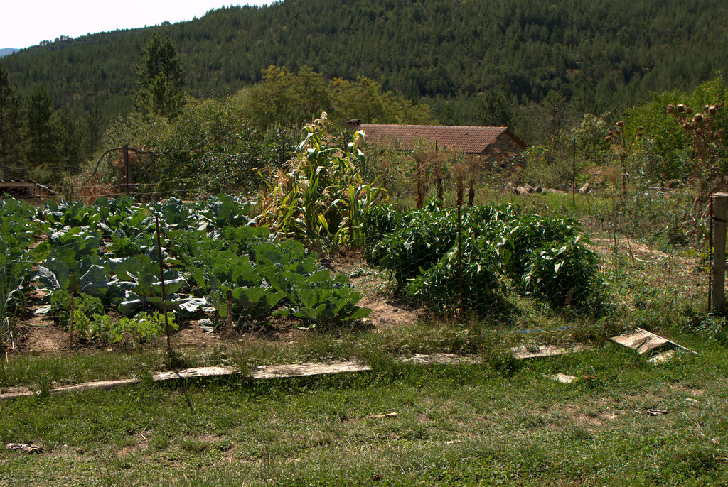 Esta imagen muestra un campo sembrado con diversas hortalizas