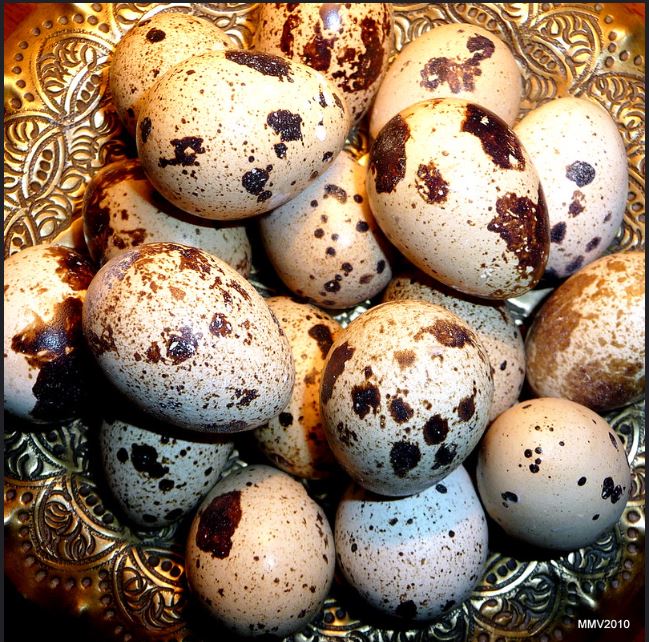 Esta imagen muestra unos huevos pequeños con manchas marrones