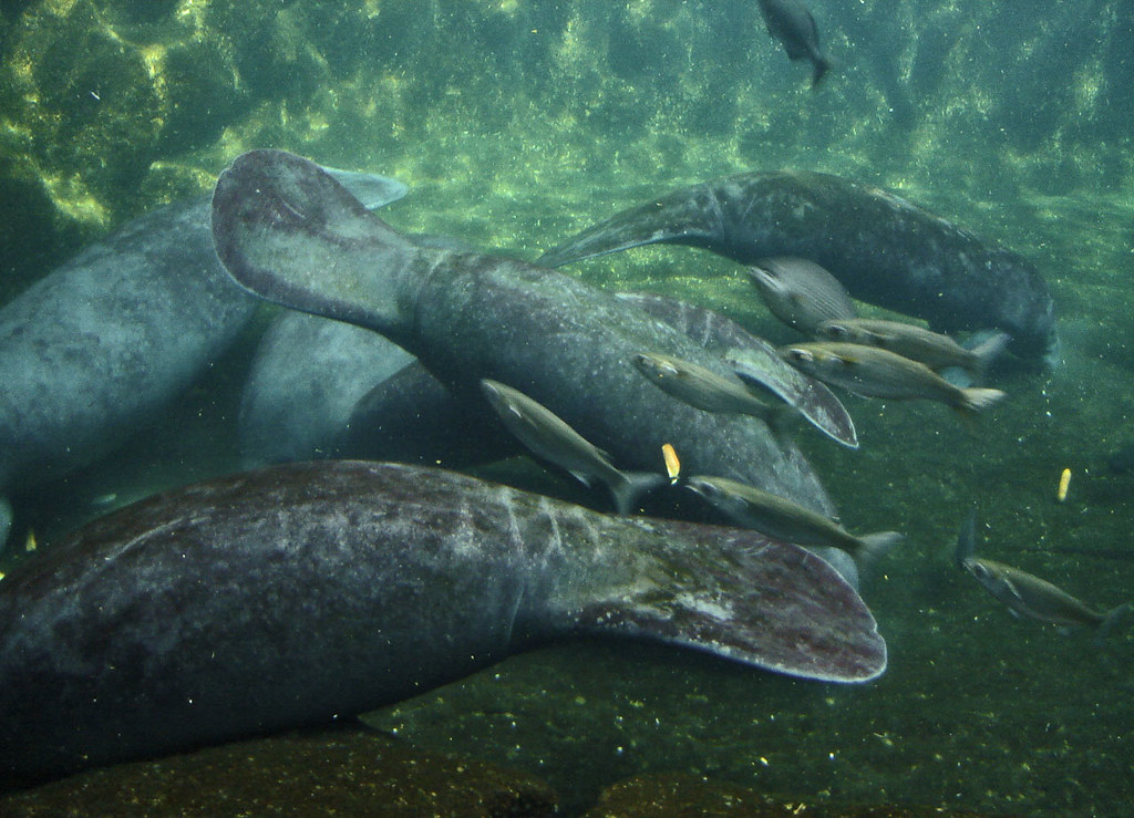 Esta imagen muestra a un animal en el fondo del mar parecido a una foca