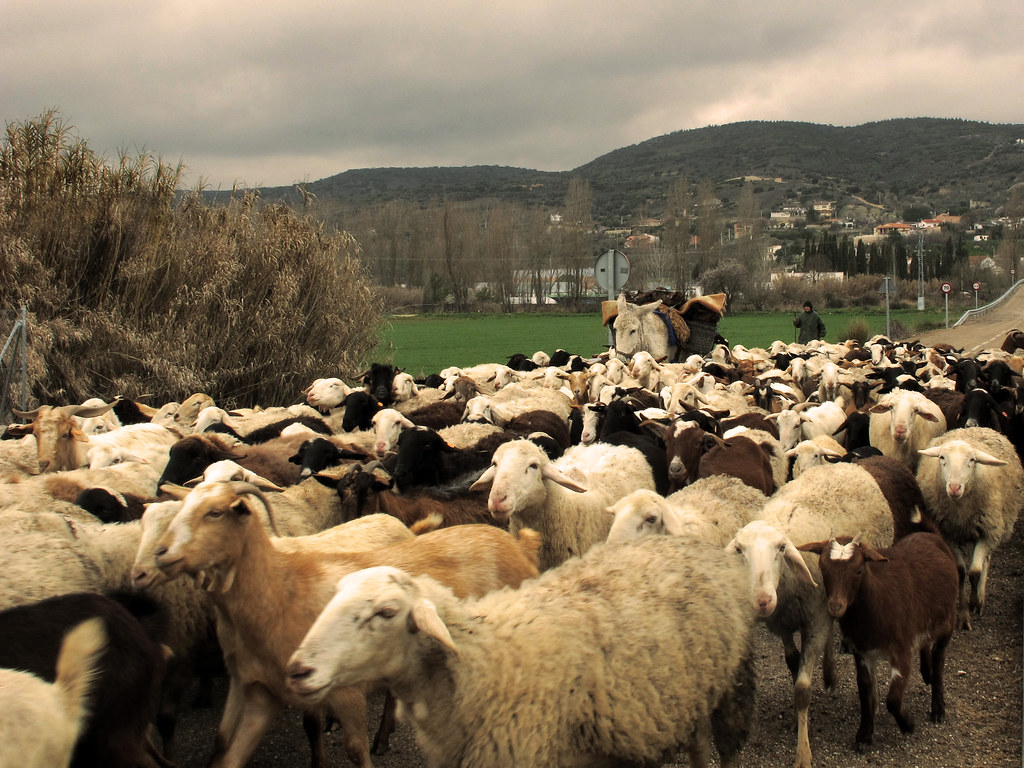 Esta imagen muestra a muchas ovejas y al fondo se ve un burro y un pastor.