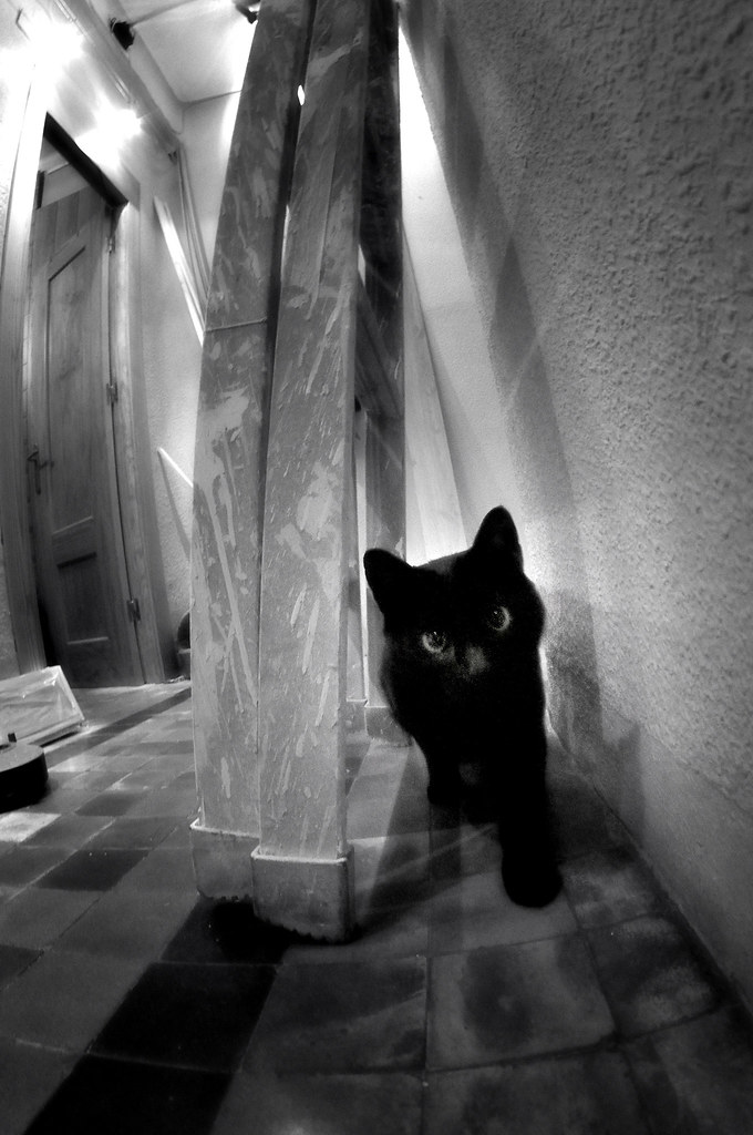 Esta imagen muestra un gato negro mirando a la cámara