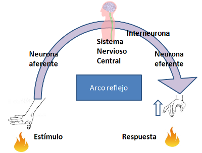 2. Mecanismos reflejos y voluntarios | AA1 - Tema 4.1: Sistemas de ...